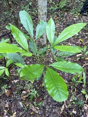 Melicope semecarpifolia