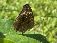 Junonia erigone