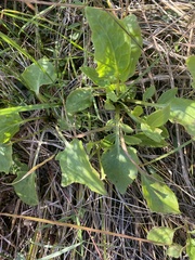 Arnoglossum