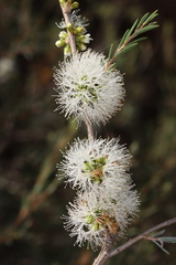 Melaleuca acutifolia