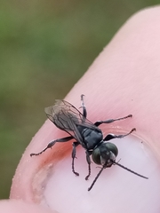 Tachysphex nigerrimus