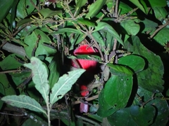 Piranga rubra