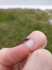 Tachysphex nigerrimus