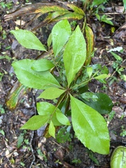 Ardisia cornudentata morrisonensis