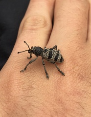 Aegorhinus superciliosus