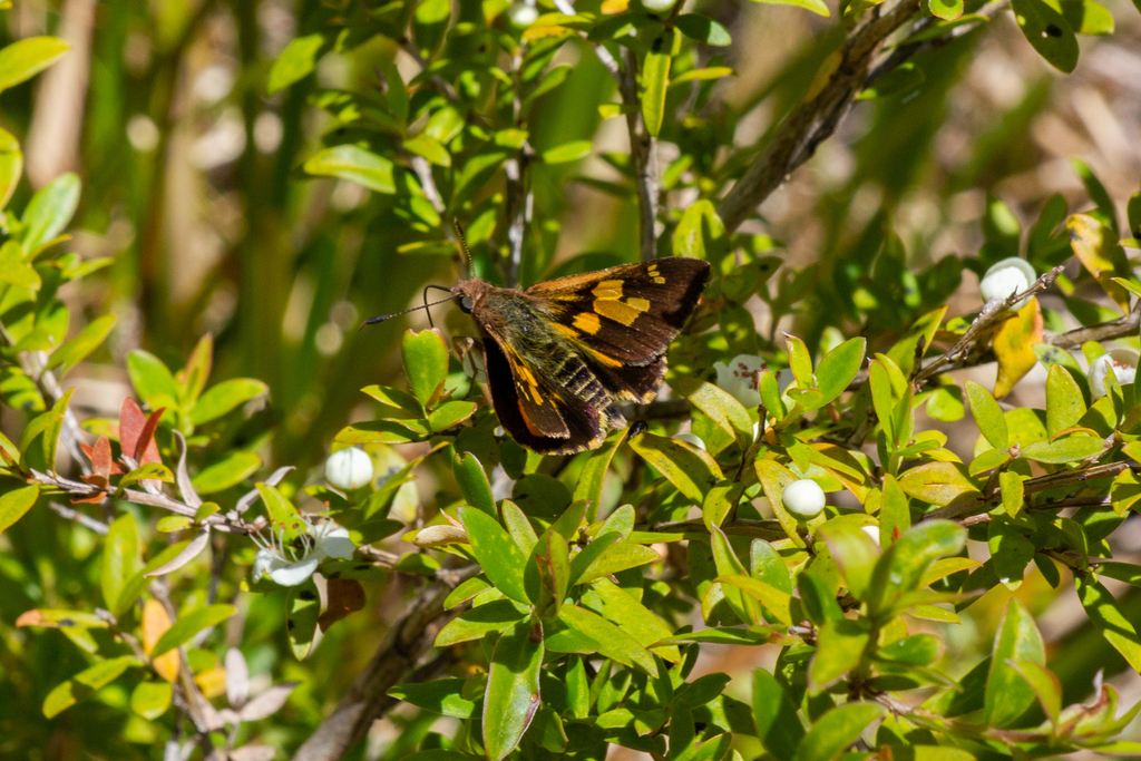 Silver-studded Ochre