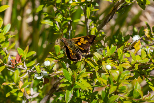 Silver-studded Ochre