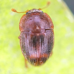Stelidota geminata