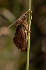 Hepialidae