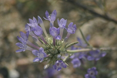 Eriastrum densifolium