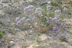 Eriastrum densifolium