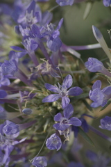 Eriastrum densifolium