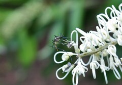 Toxorhynchites speciosus