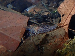 Caridina cantonensis