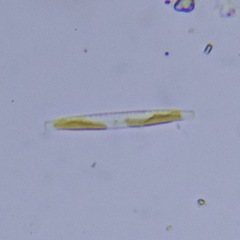 Naviculales