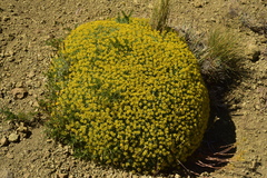 Azorella prolifera
