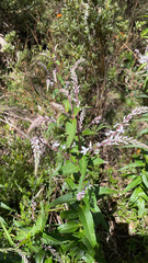 Veronica derwentiana