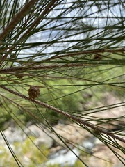 Casuarina cunninghamiana