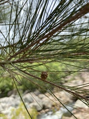Casuarina cunninghamiana