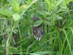Emberiza spodocephala