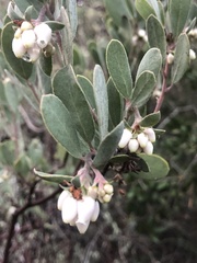 Arctostaphylos silvicola