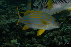 Lutjanus carponotatus