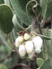 Arctostaphylos silvicola