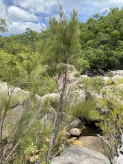 Casuarina cunninghamiana
