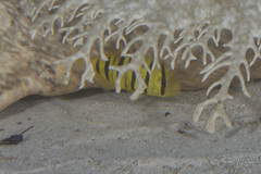 Gnathanodon speciosus