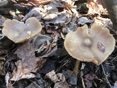 Entoloma vernum
