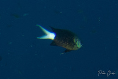 Chromis xanthura