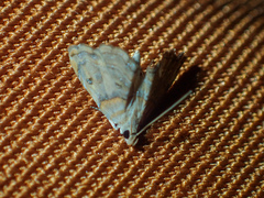 Eugauria