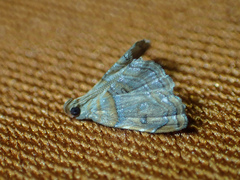 Eugauria