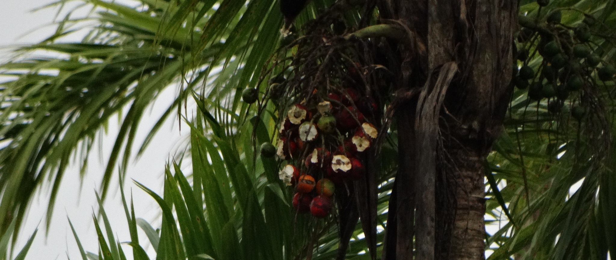 Bactris gasipaes
