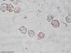 Entoloma vernum