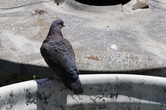 Patagioenas picazuro