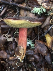Xerocomellus atropurpureus