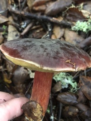 Xerocomellus atropurpureus