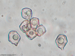 Entoloma vernum