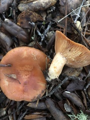 Lactarius xanthogalactus