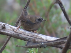Scytalopus magellanicus
