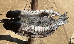 Pseudoplatystoma magdaleniatum