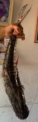 Pseudoplatystoma magdaleniatum