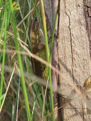 Liolaemus cyanogaster