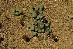 Pozoa coriacea