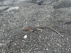 Microlophus albemarlensis