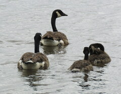 Branta canadensis maxima