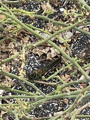 Schistocerca melanocera