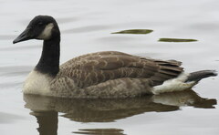 Branta canadensis maxima