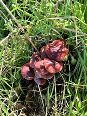 Marasmius plicatulus